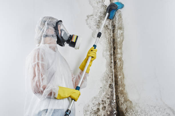 Best Home Mold Removal  in Dover, FL