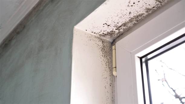 Best Mold Testing  in Dover, FL