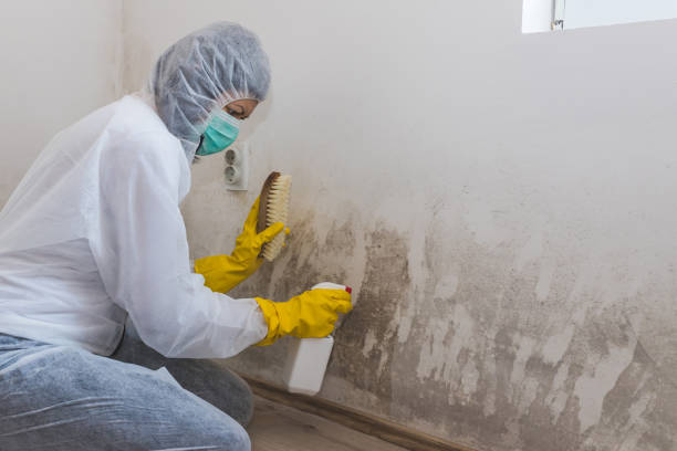 Home Mold Removal in Dover, FL