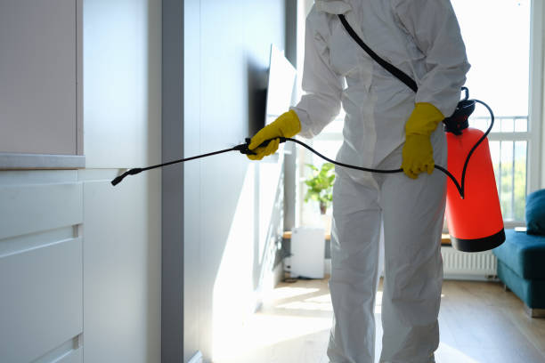 Best Emergency Mold Removal  in Dover, FL