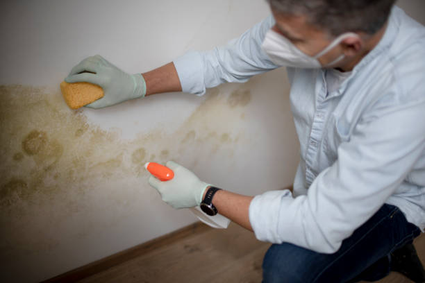 Mold Removal Process in Dover, FL