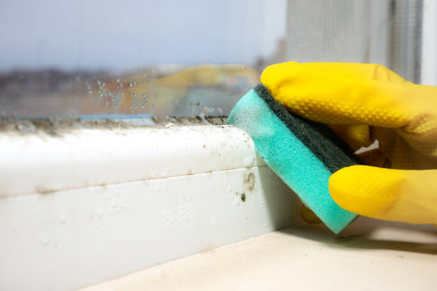 Best Mold Remediation Experts  in Dover, FL