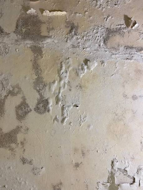 Certified Mold Removal in Dover, FL